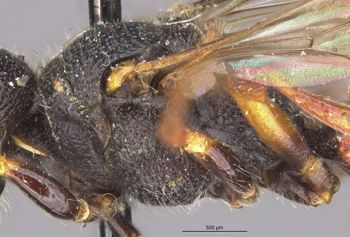 Media type: image;   Entomology 13779 Aspect: thorax lateral